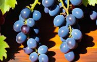 Виноградные косточки: польза или вред для организма человека. Разбираемся