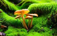 Все, что вам нужно знать о сушеных грибах: можно ли их есть